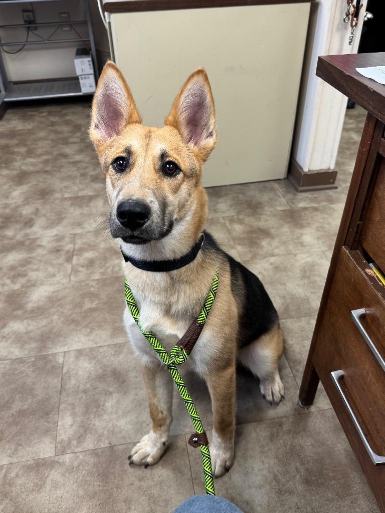 Churro, Adoptable, Young Male Shepherd.
