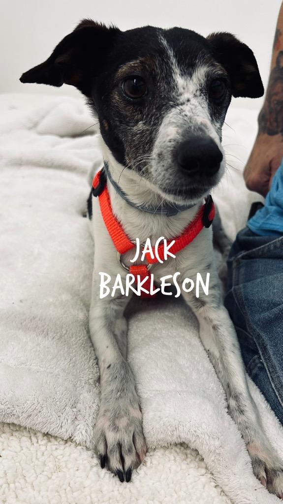Jack Barkleson, Adoptable, Young Male Jack Russell Terrier.