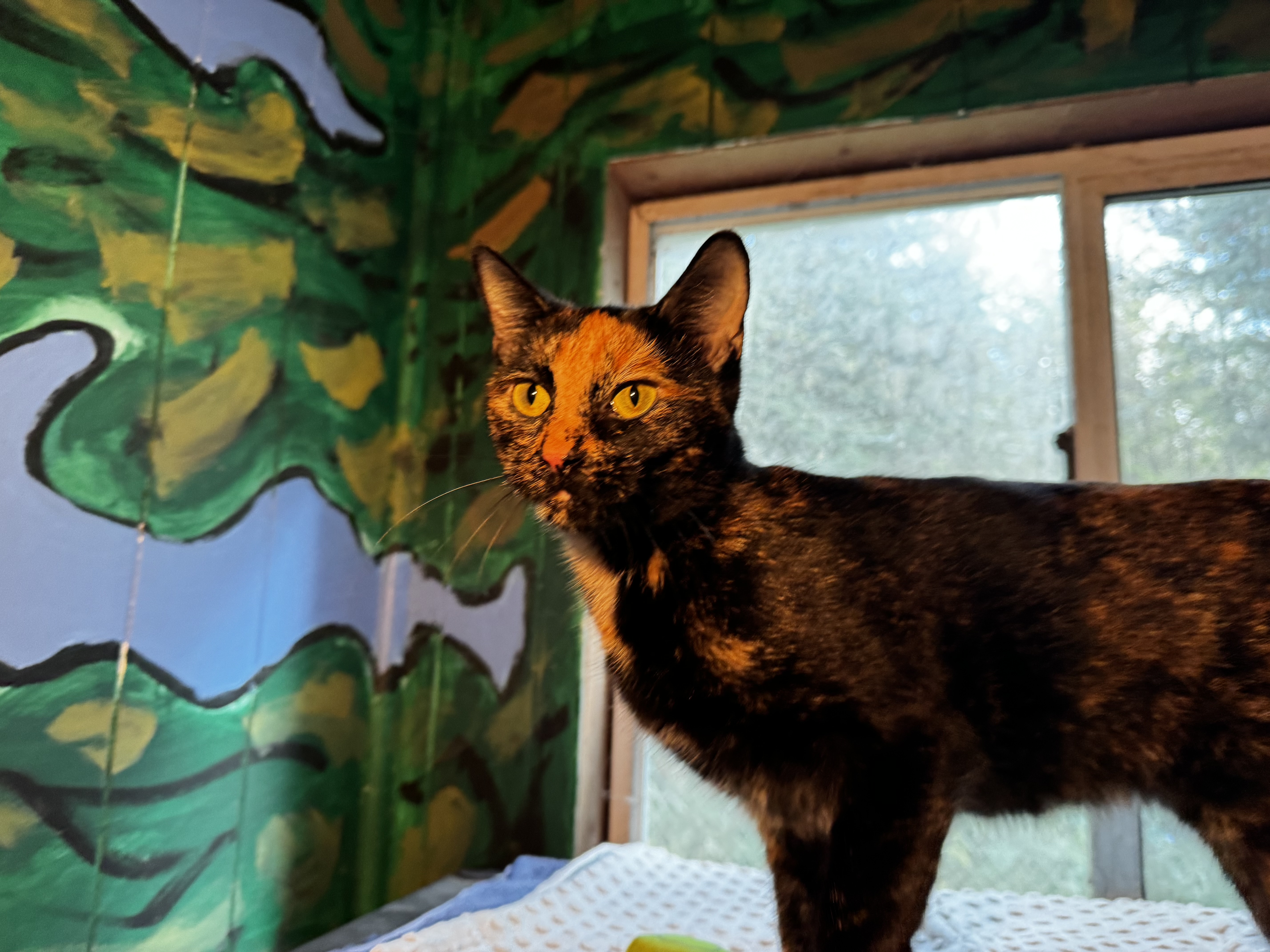 Enlarge Marble, a Adopted Tortoiseshell in Roberts Creek, BC image 1/1