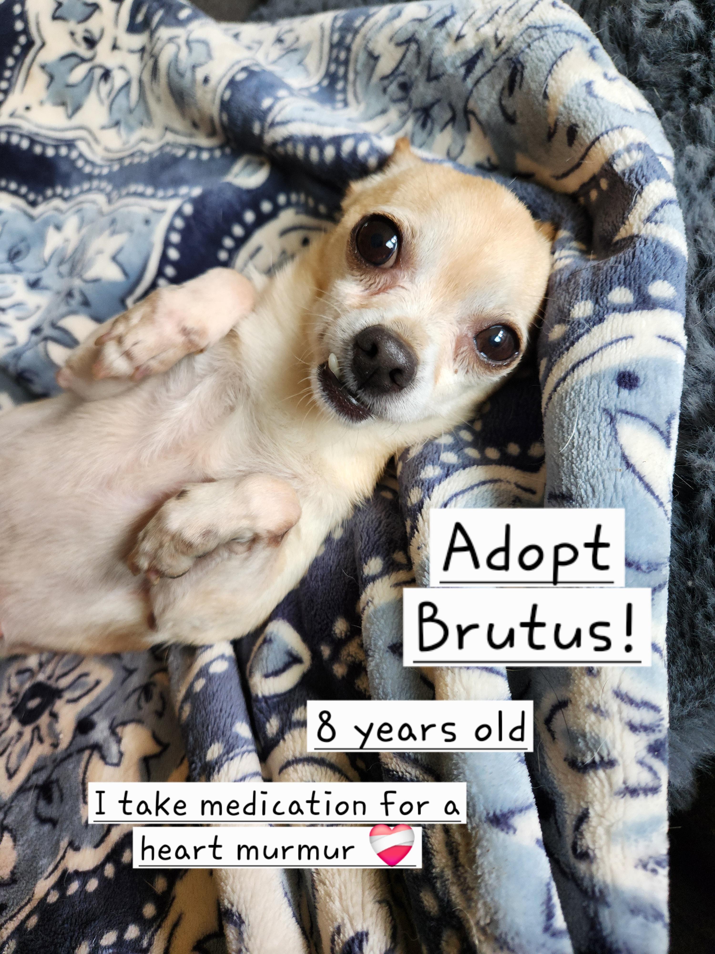 Brutus, ADOPTABLE, Senior Male Chihuahua.