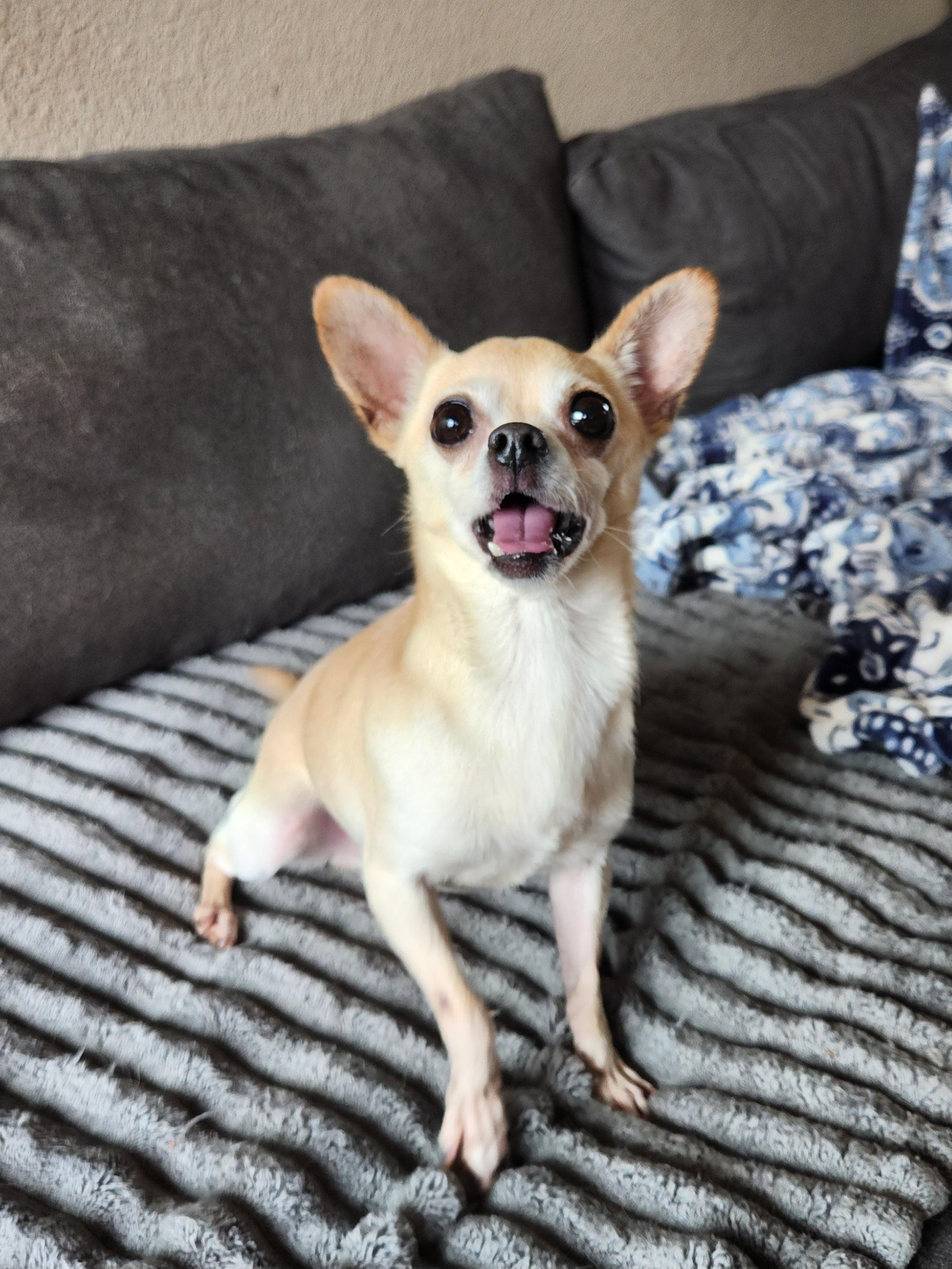 Brutus, a ADOPTABLE Chihuahua in Killeen, TX image 6/6
