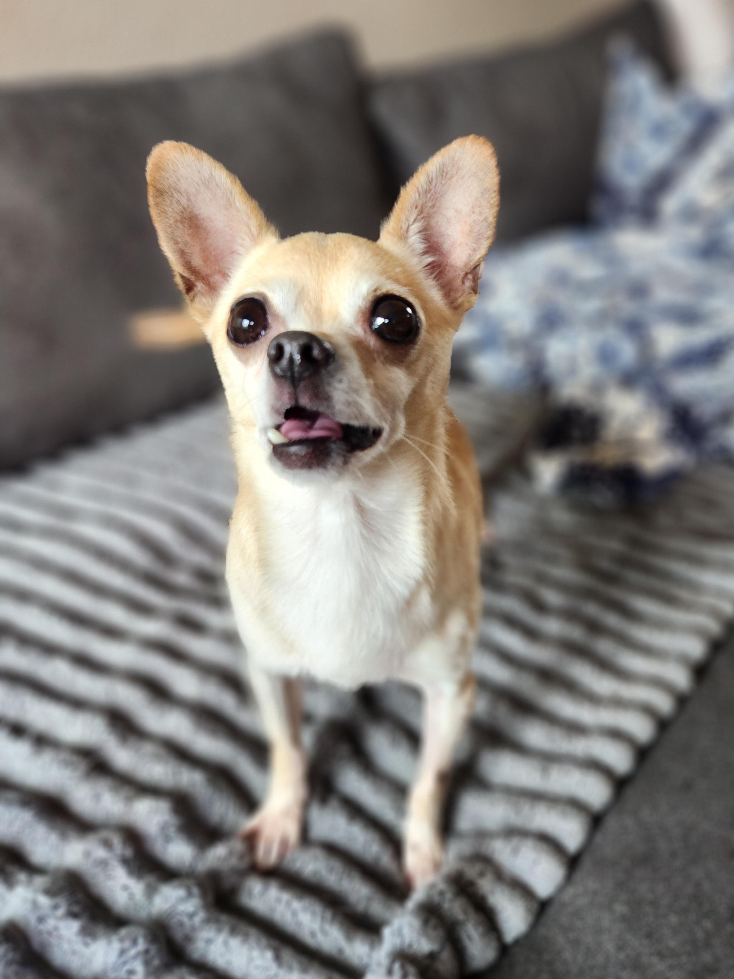 Brutus, a ADOPTABLE Chihuahua in Killeen, TX image 4/6