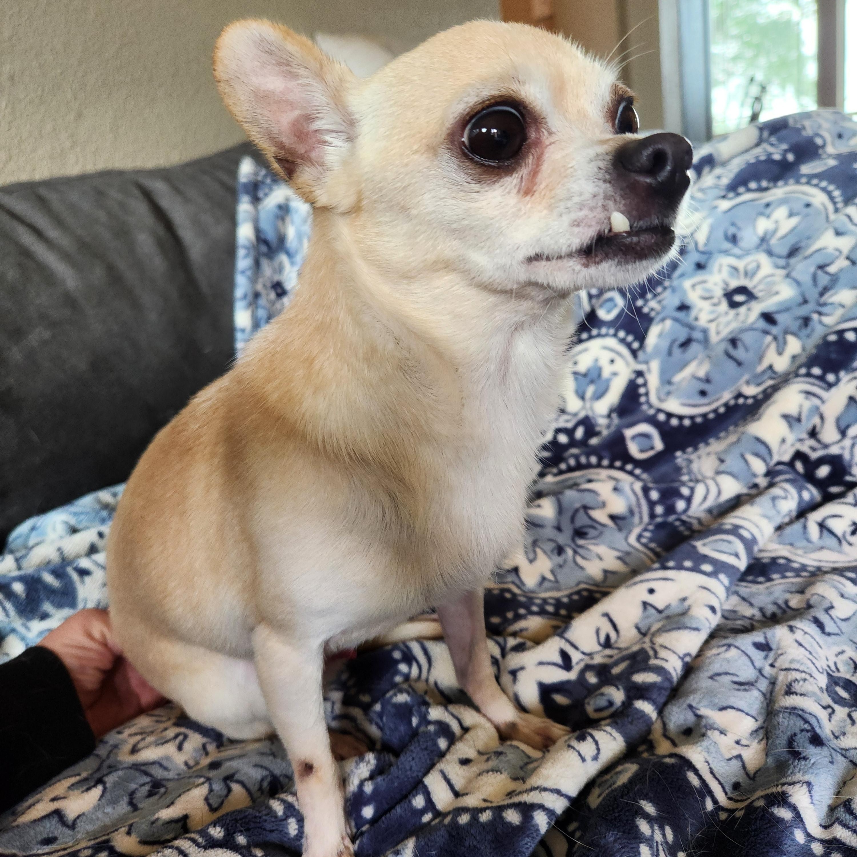 Brutus, a ADOPTABLE Chihuahua in Killeen, TX image 3/6