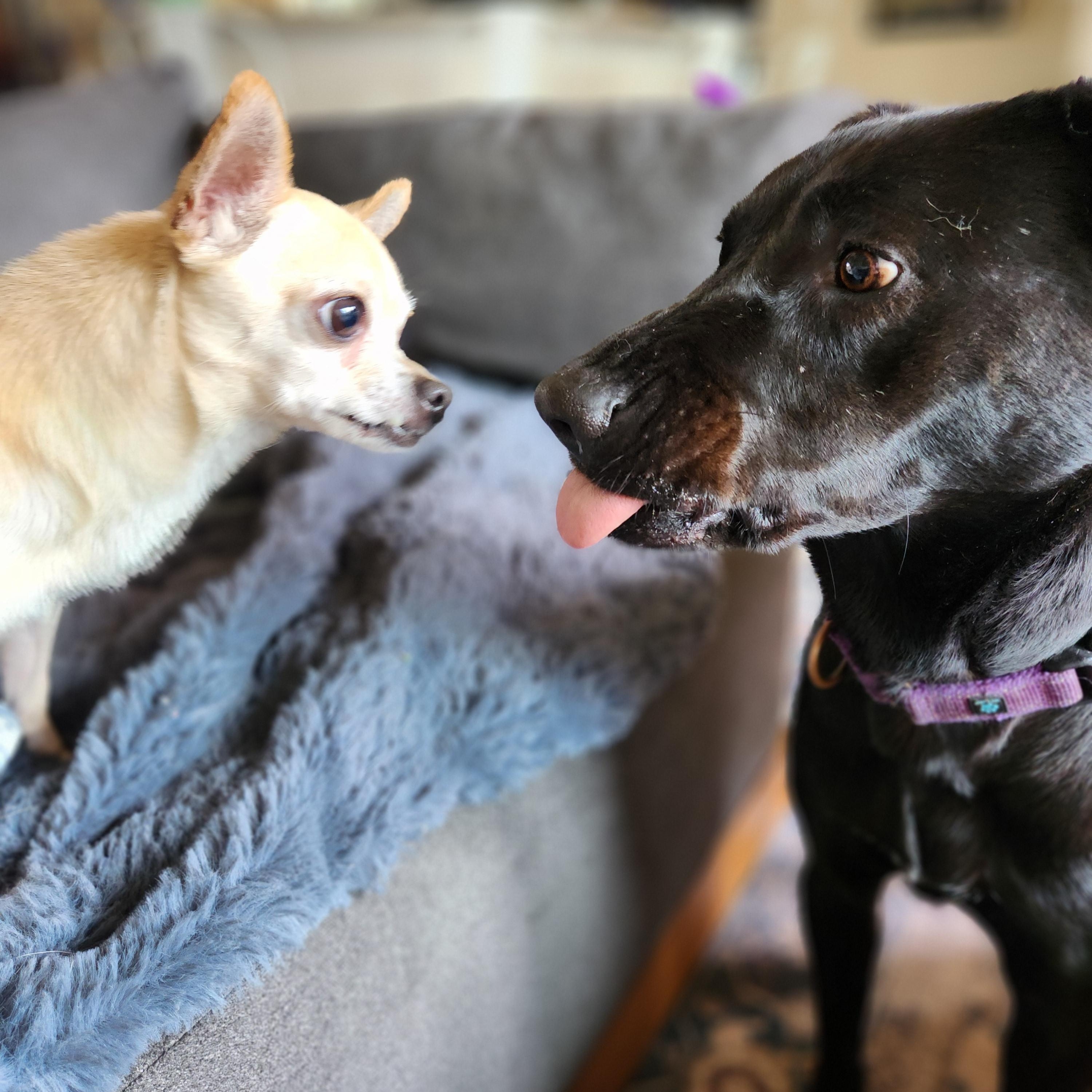 Brutus, a ADOPTABLE Chihuahua in Killeen, TX image 5/6