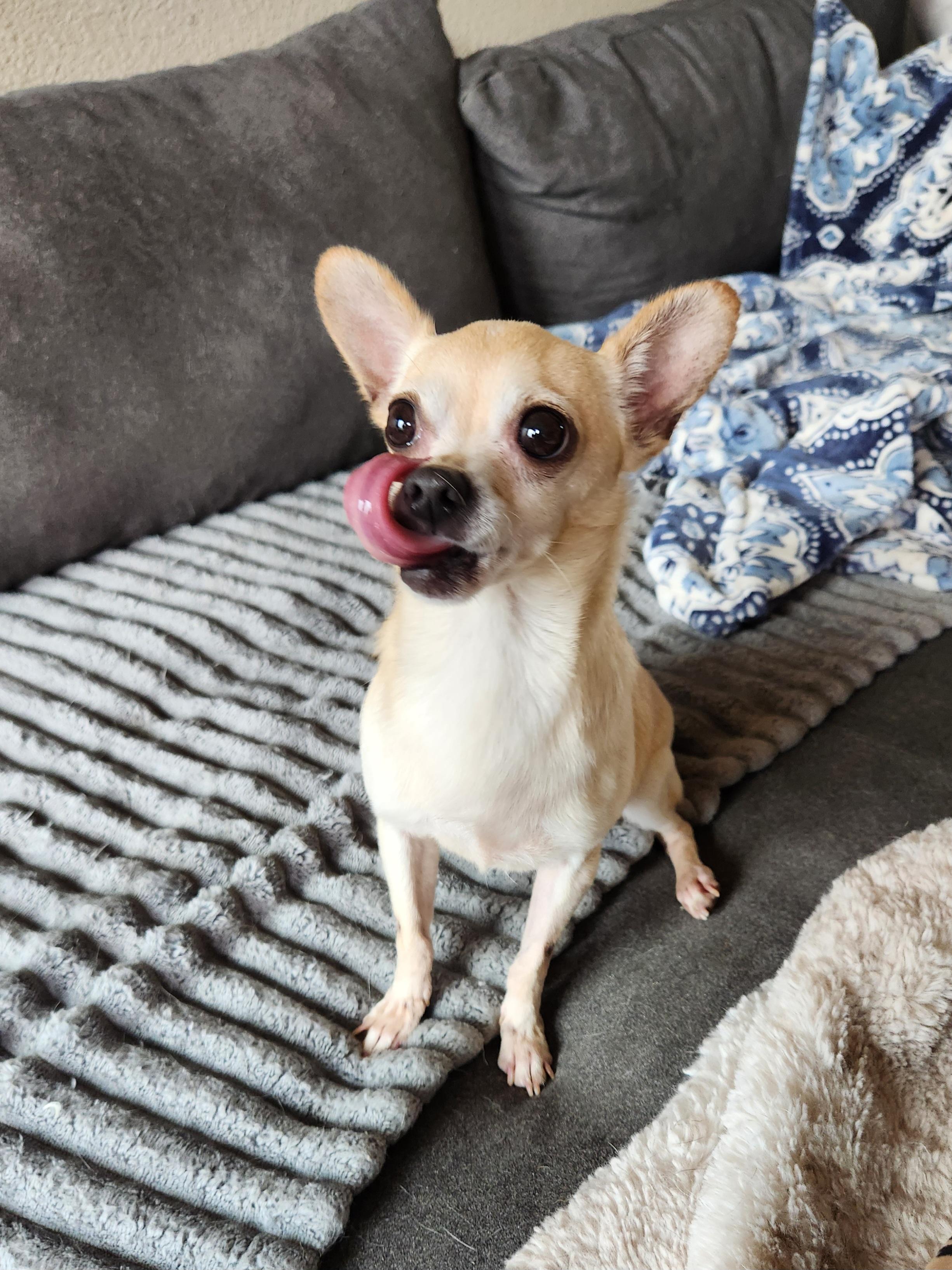 Brutus, a ADOPTABLE Chihuahua in Killeen, TX image 2/6