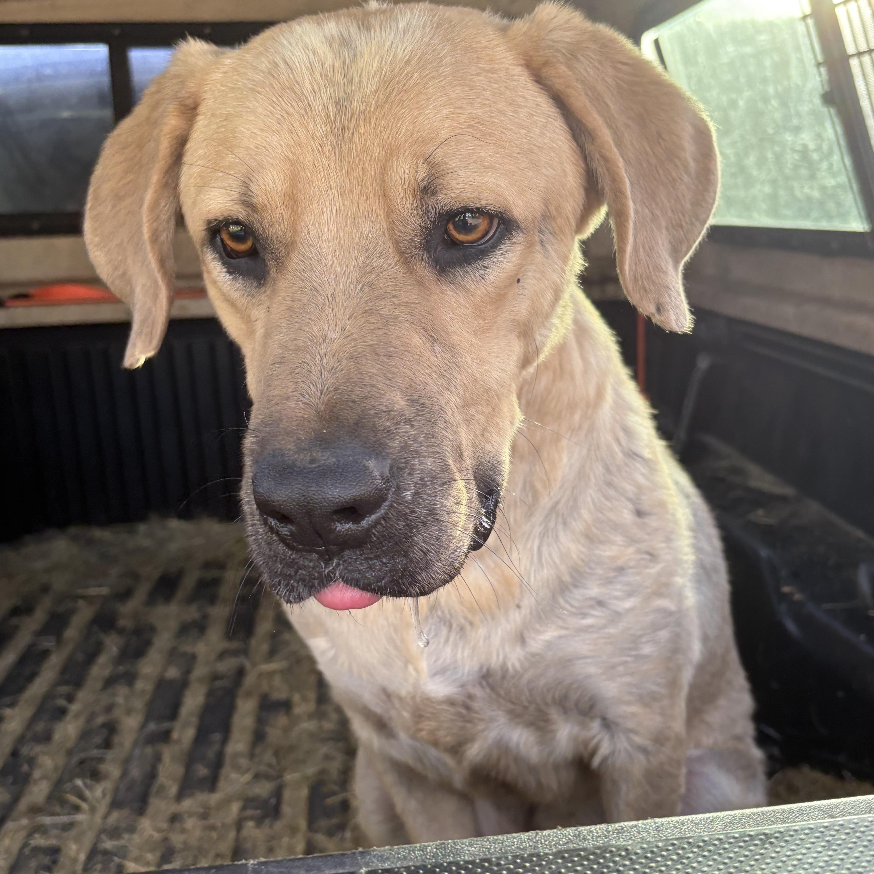 Buddy, Adoptable, Adult Male German Shepherd Dog & Neapolitan Mastiff.