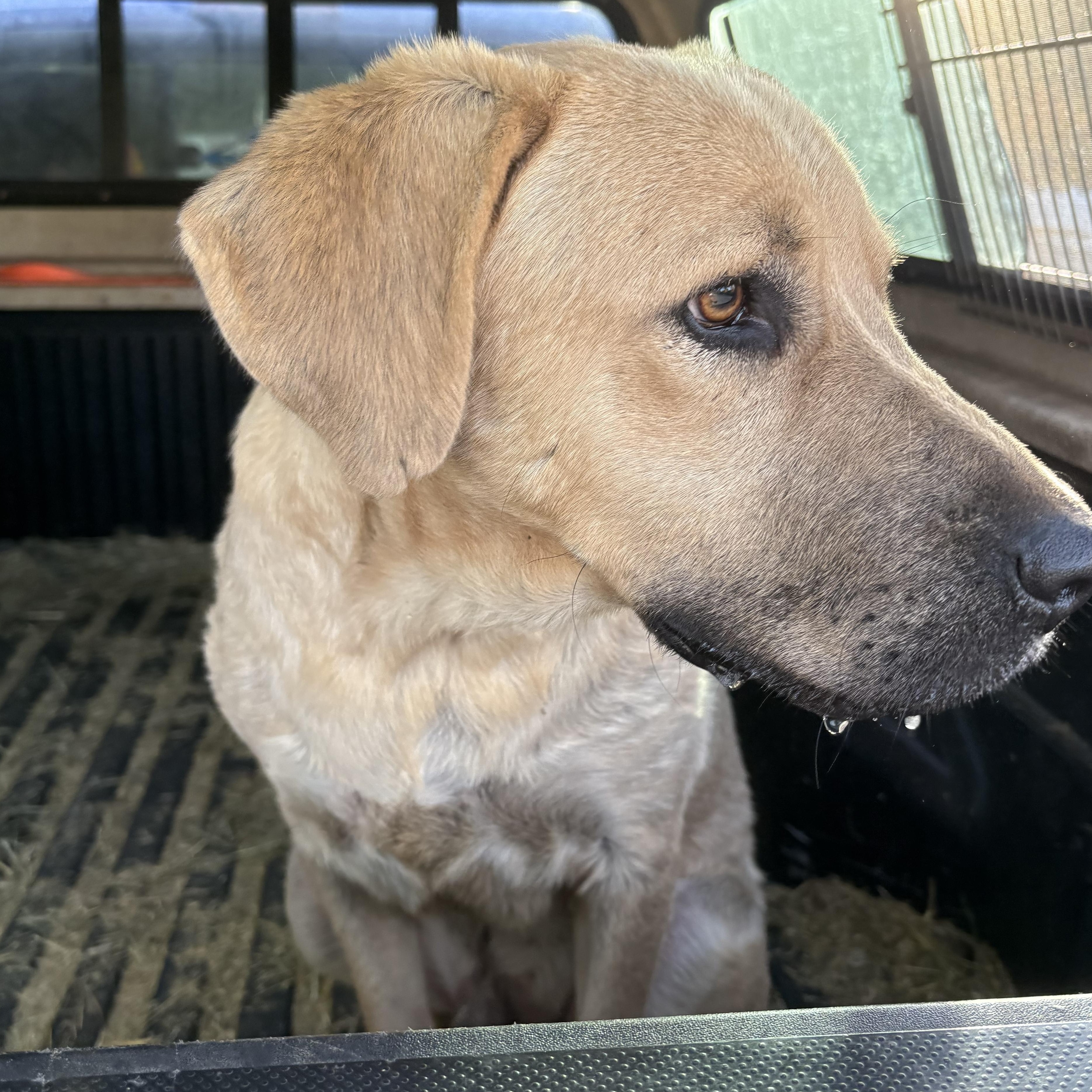 Enlarge Buddy, a Adoptable mixed breed in Oakland, CA image 3/6