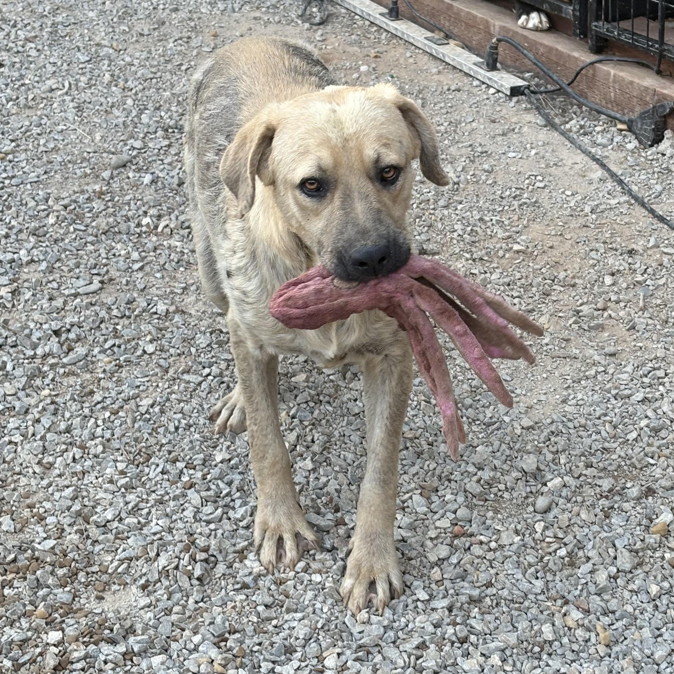 Enlarge Buddy, a Adoptable mixed breed in Oakland, CA image 6/6