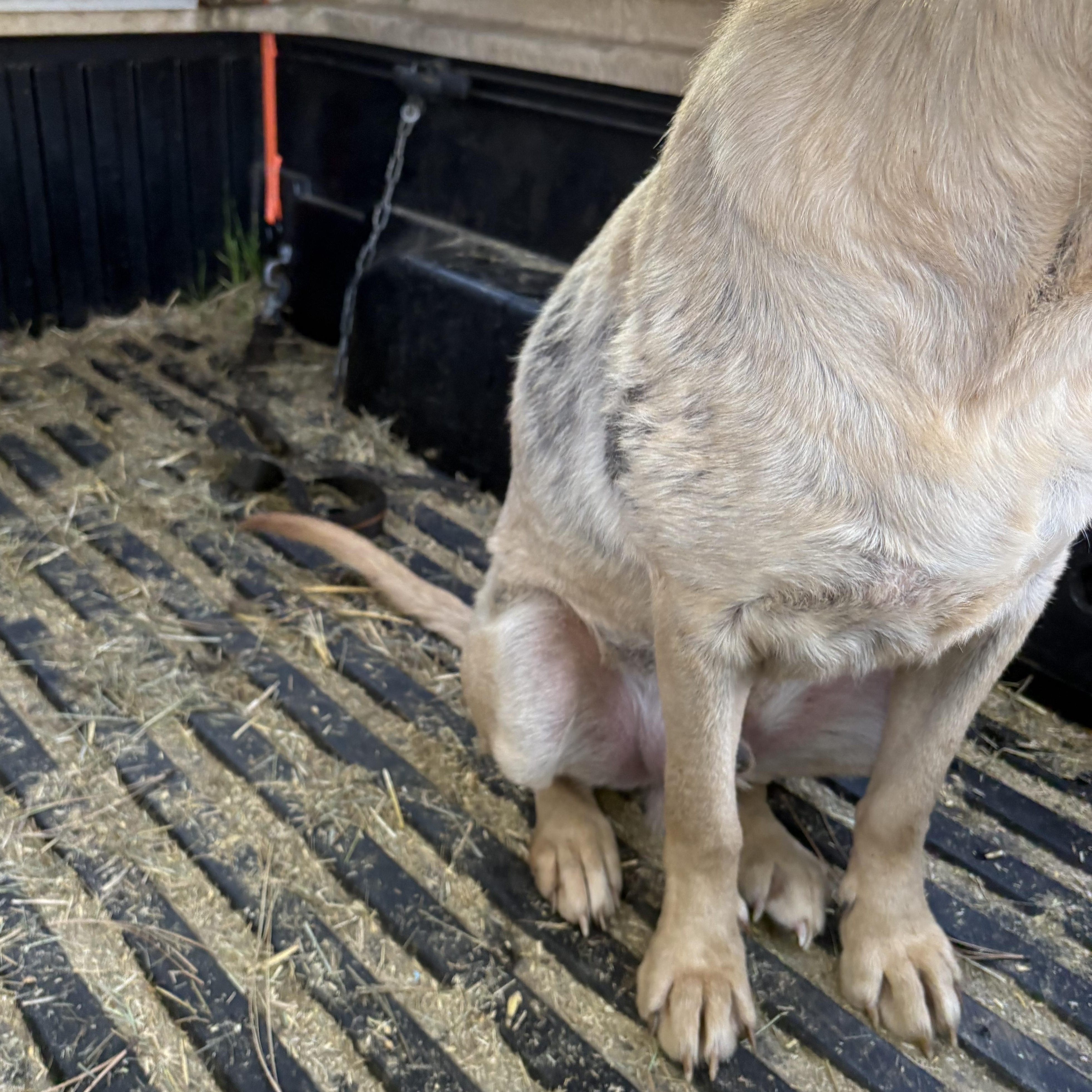 Enlarge Buddy, a Adoptable mixed breed in Oakland, CA image 5/6