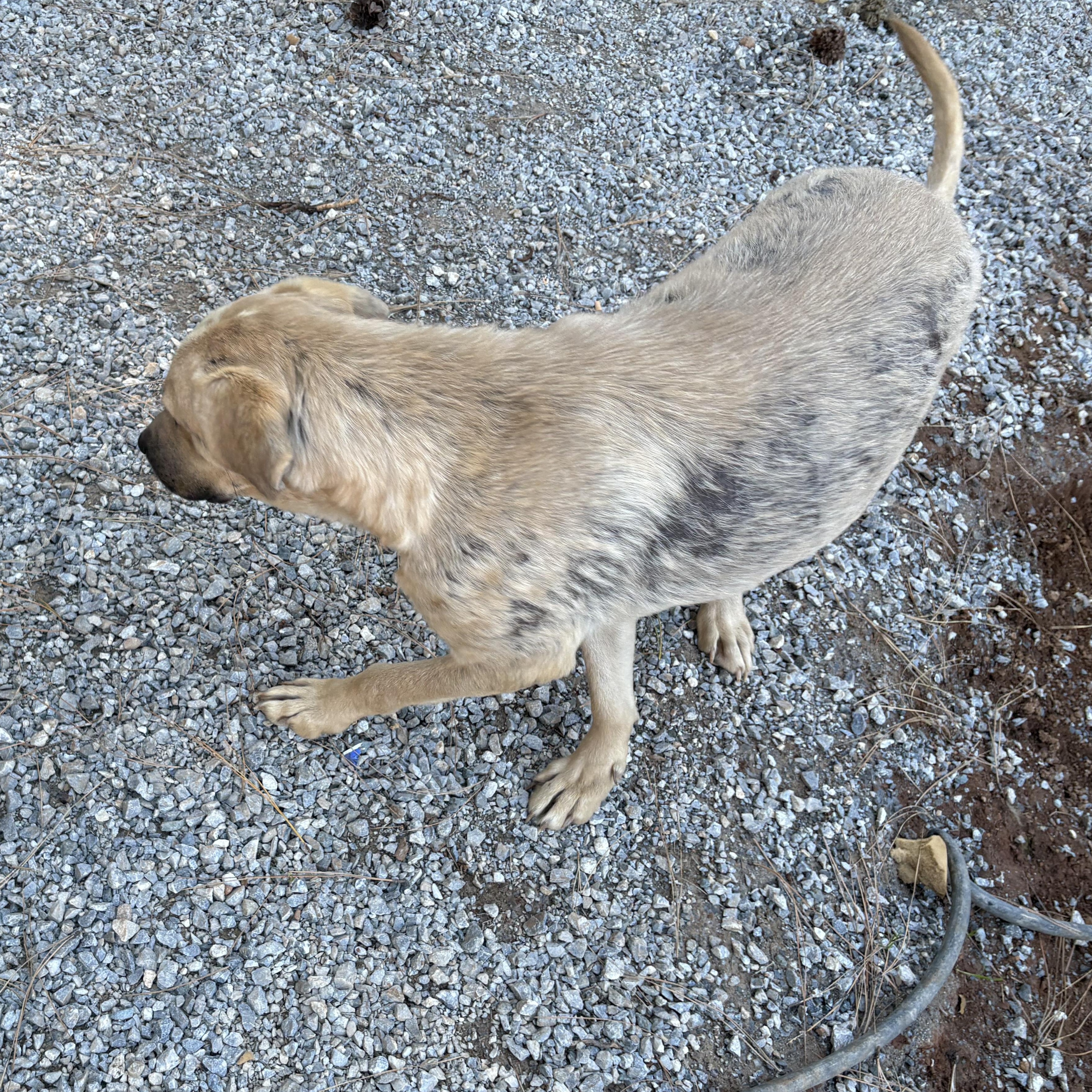 Enlarge Buddy, a Adoptable mixed breed in Oakland, CA image 4/6