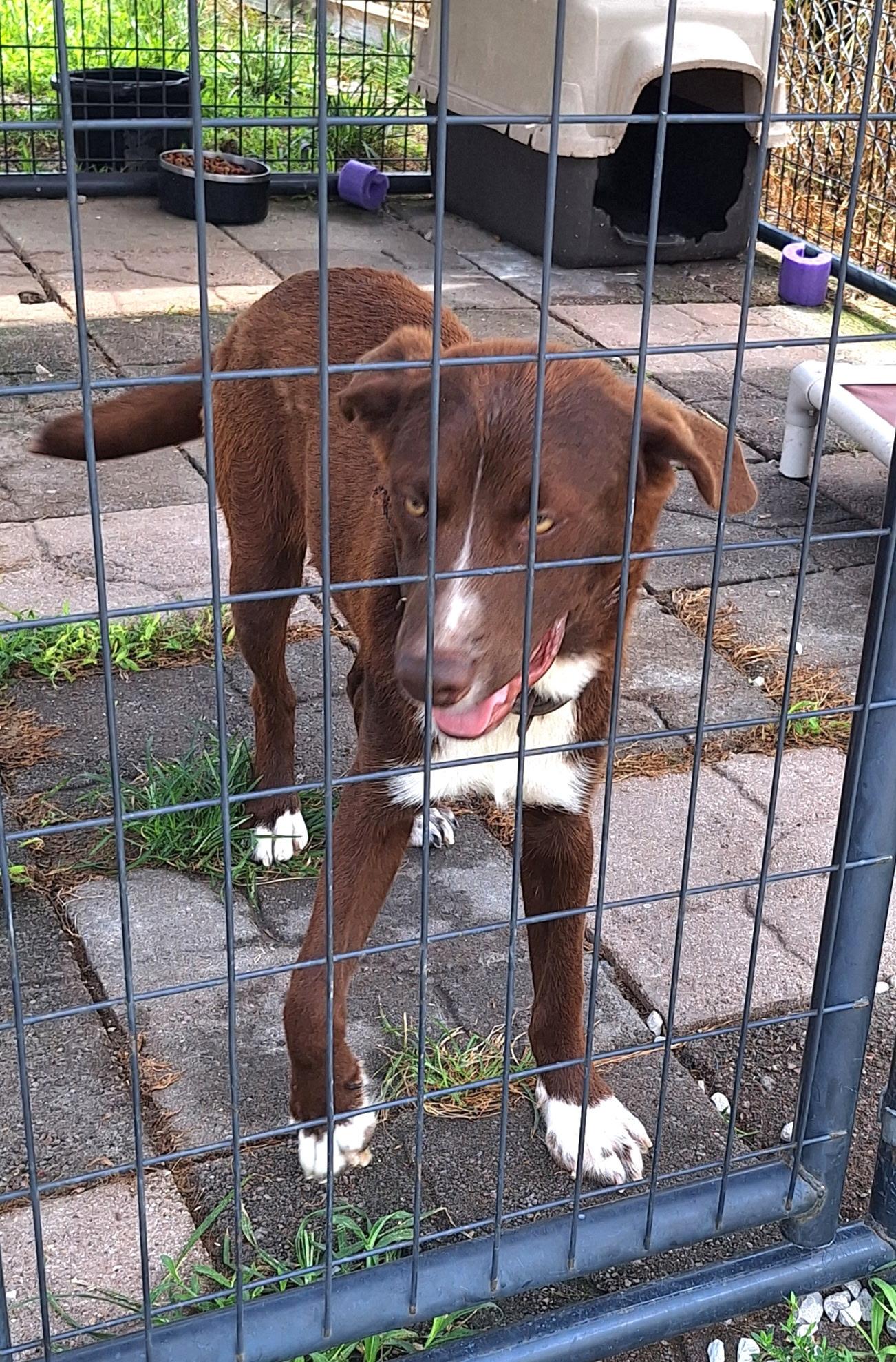 Trace, a Adoptable Mixed Breed in Clay City, KY image 4/5