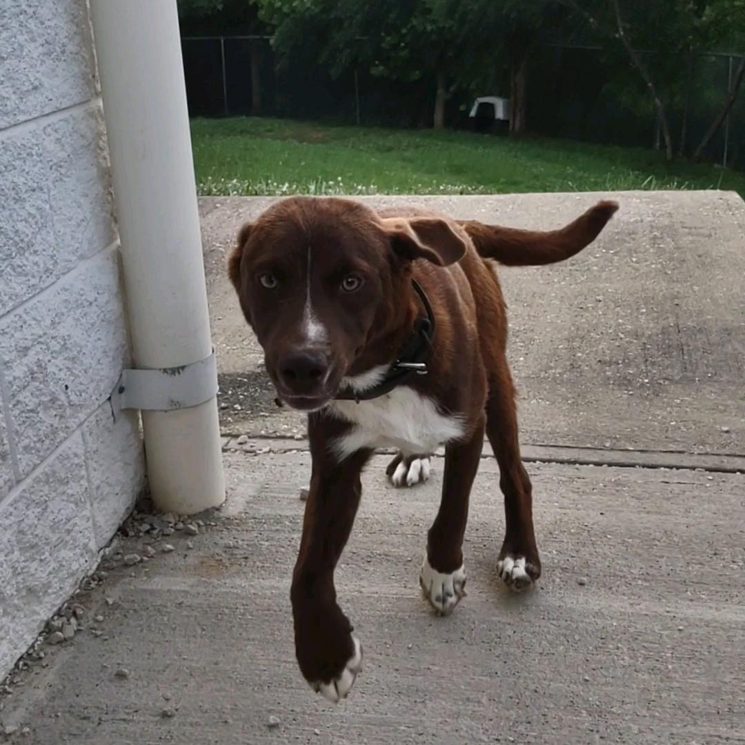 Trace, a Adoptable Mixed Breed in Clay City, KY image 3/5