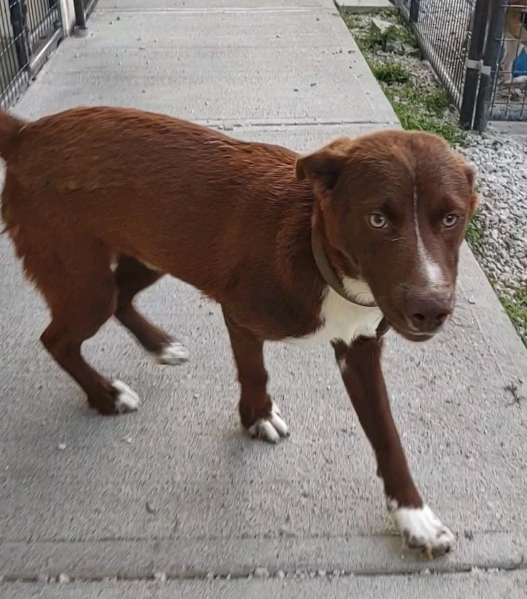 Trace, Adoptable, Puppy Male Mixed Breed.