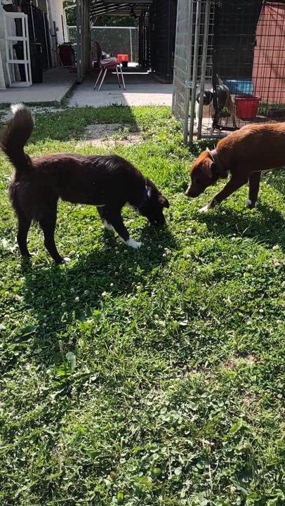 Enlarge Trace, a Adoptable Mixed Breed in Clay City, KY video 5/5