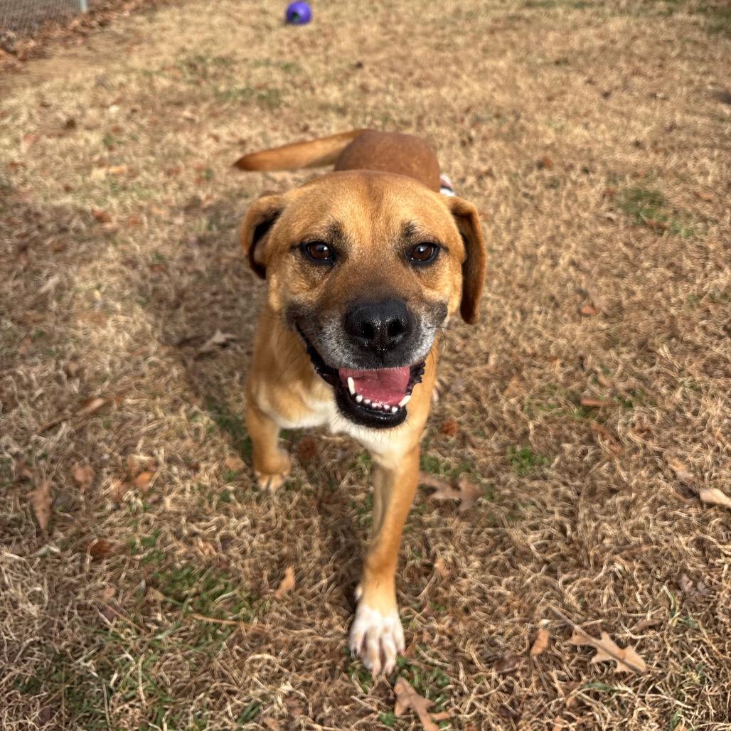 General, Adoptable, Adult Male Mixed Breed.