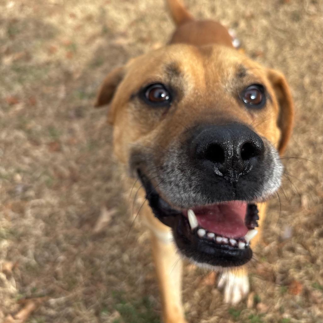 Enlarge General, a Adoptable Mixed Breed in Roxboro, NC image 2/6