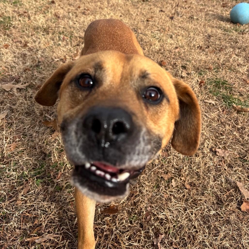 Enlarge General, a Adoptable Mixed Breed in Roxboro, NC image 3/6