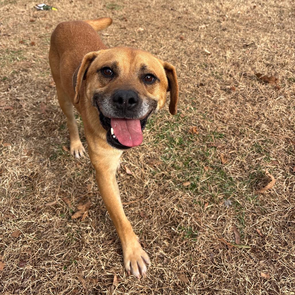 Enlarge General, a Adoptable Mixed Breed in Roxboro, NC image 4/6