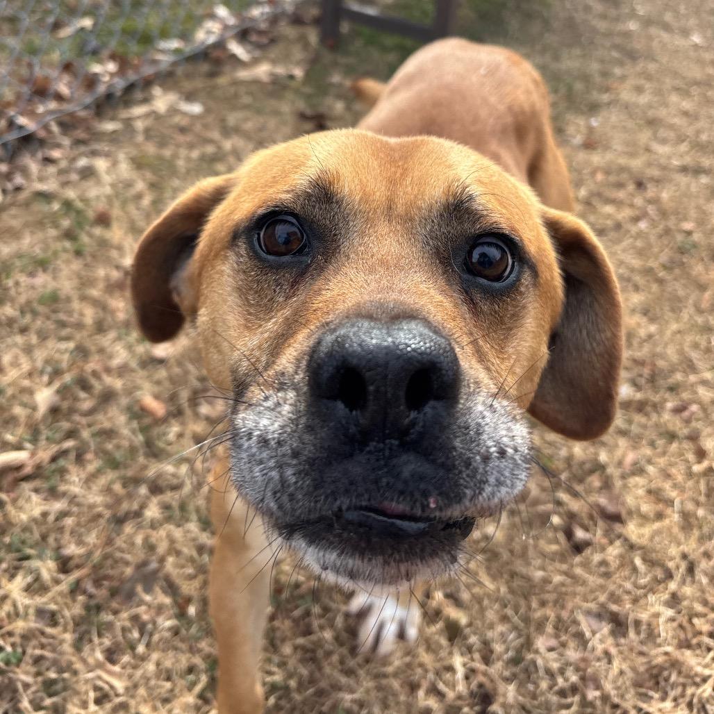 Enlarge General, a Adoptable Mixed Breed in Roxboro, NC image 5/6
