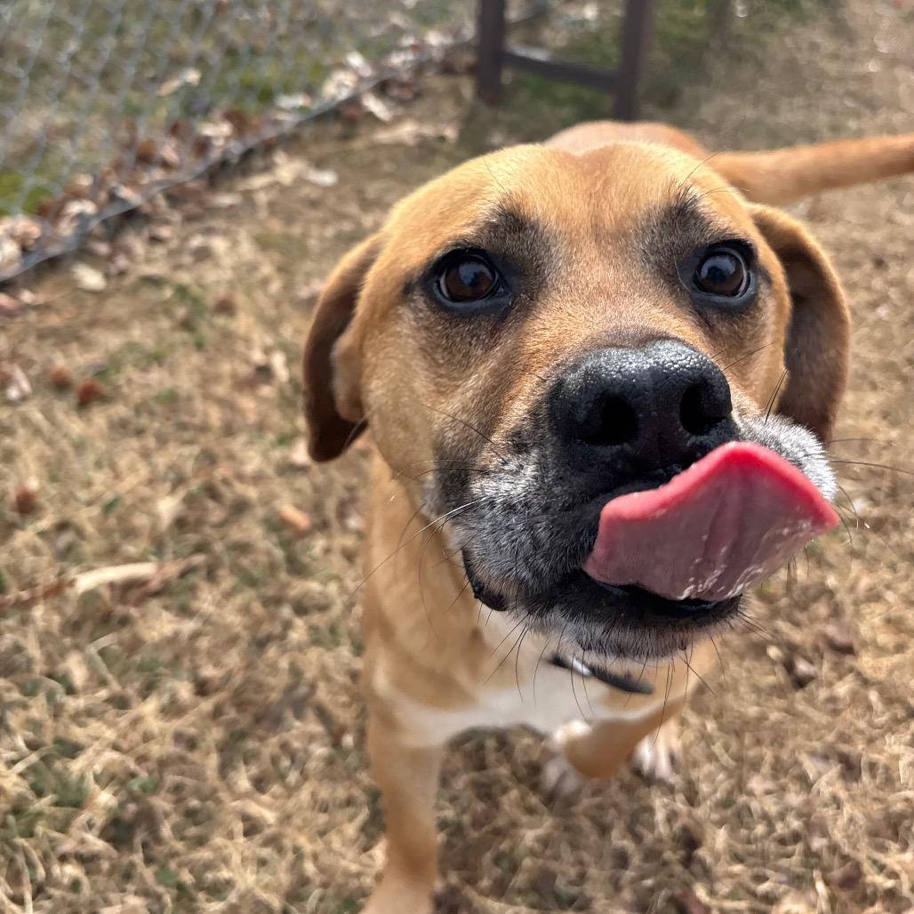 Enlarge General, a Adoptable Mixed Breed in Roxboro, NC image 6/6