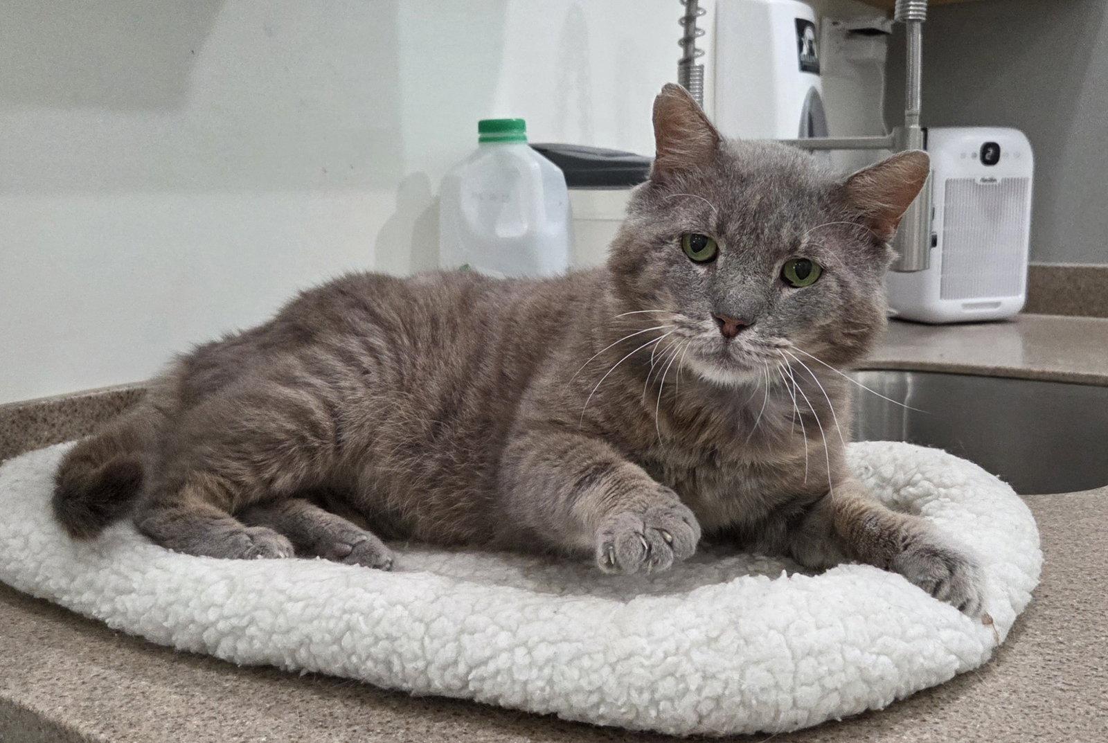 Phil, Adoptable, Adult Male Tabby & Domestic Short Hair.
