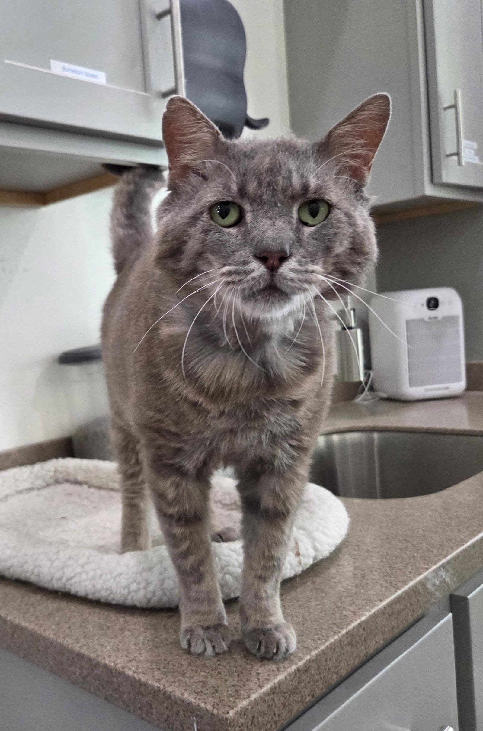 Enlarge Phil, a Adoptable mixed breed in Magnolia Springs, AL image 2/3