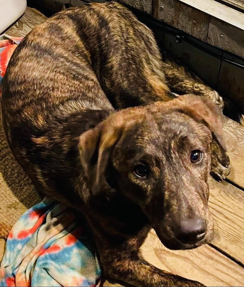 Enlarge Ozzy, a Adoptable mixed breed in Brooks, ME image 3/6