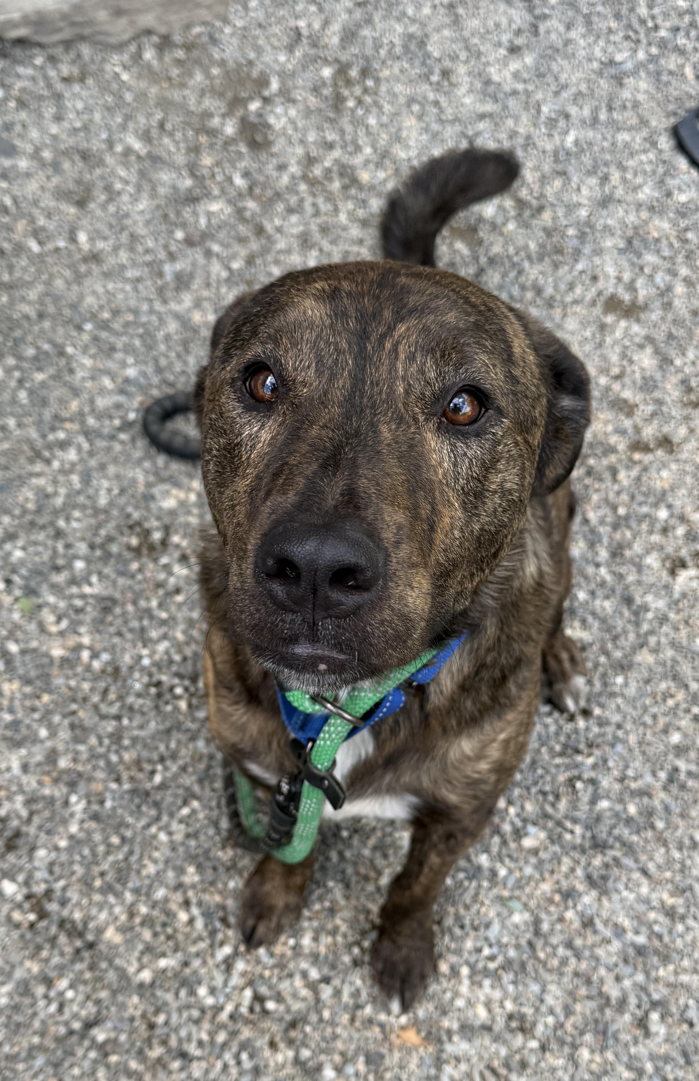 Enlarge Ozzy, a Adoptable mixed breed in Brooks, ME image 2/6