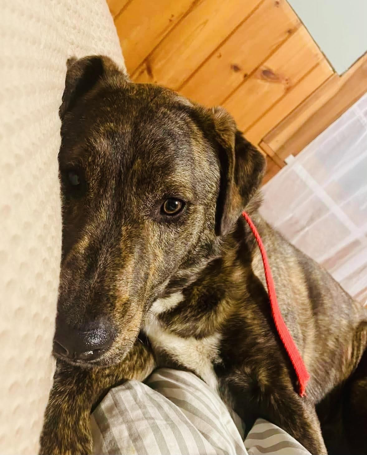Enlarge Ozzy, a Adoptable mixed breed in Brooks, ME image 4/6