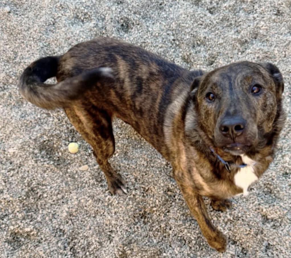 Ozzy, Adoptable, Adult Male Mixed Breed.