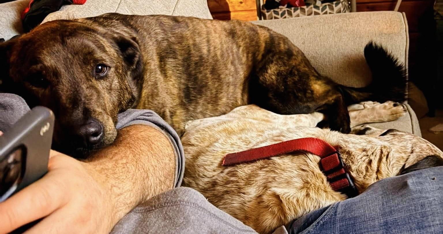 Enlarge Ozzy, a Adoptable mixed breed in Brooks, ME image 5/6