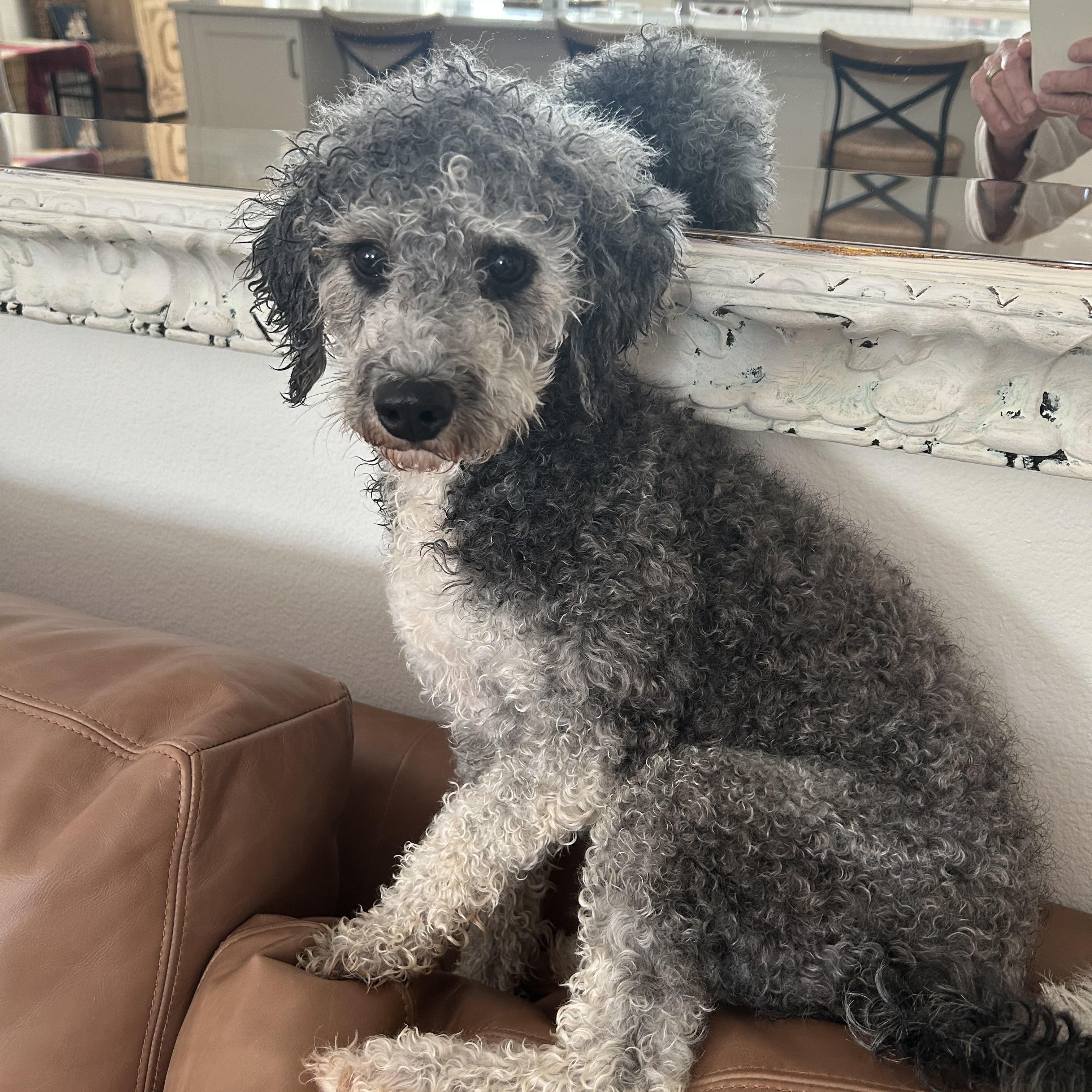 Barley, Adoptable, Adult Female Bernadoodle.