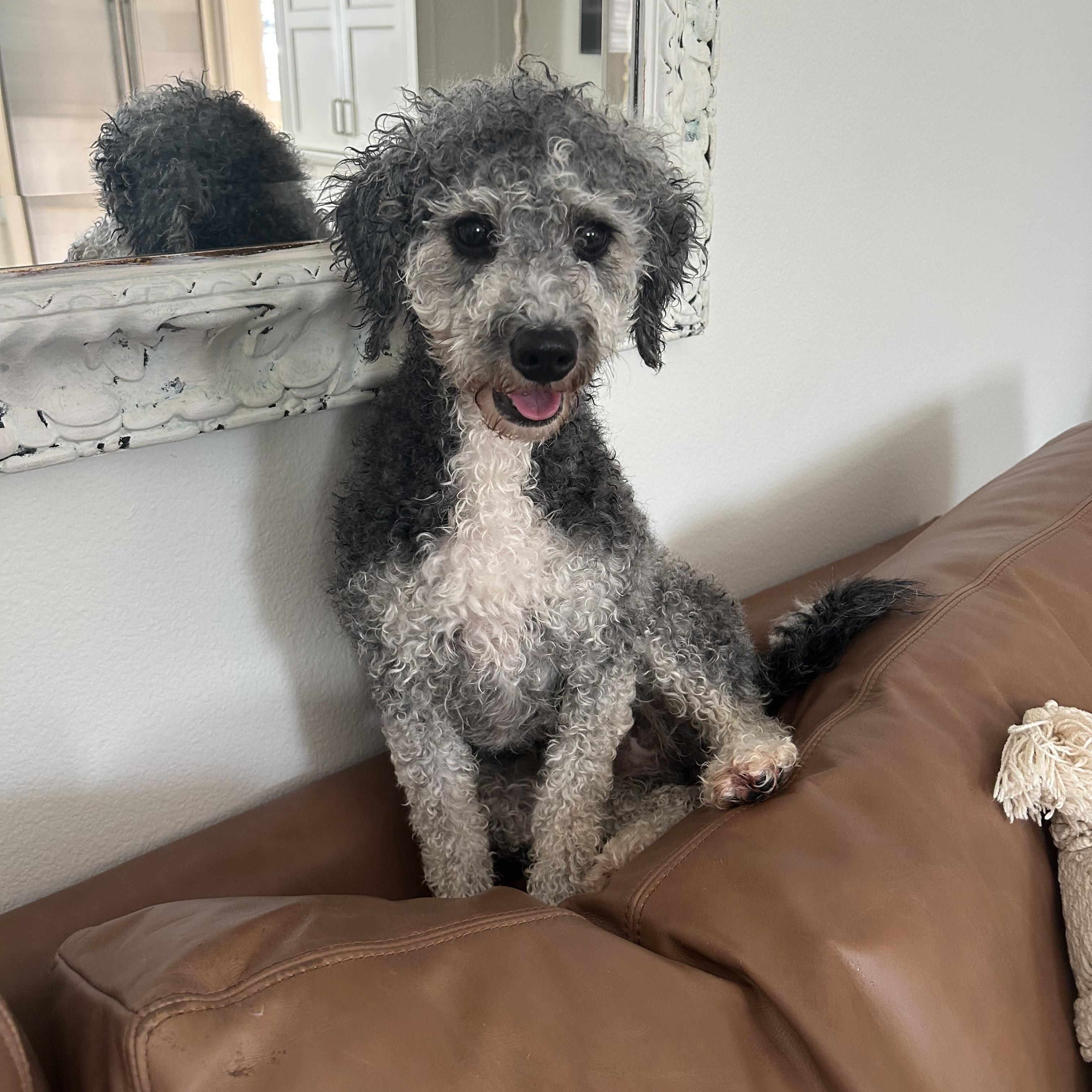 Barley, a Adoptable Bernadoodle in Maitland, FL image 2/4