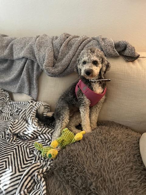 Barley, a Adoptable Bernadoodle in Maitland, FL image 3/4