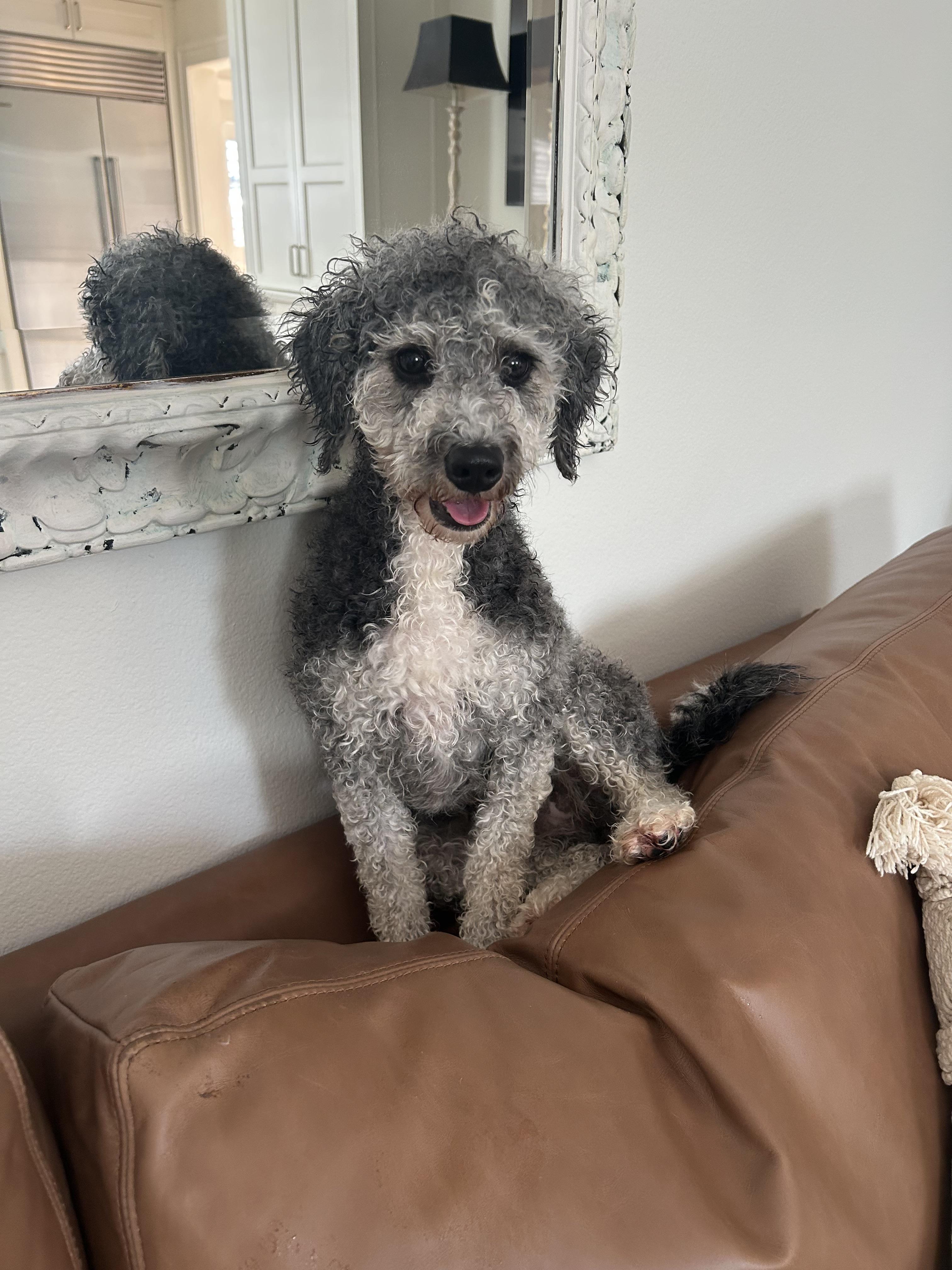 Barley, a Adoptable Bernadoodle in Maitland, FL image 4/4