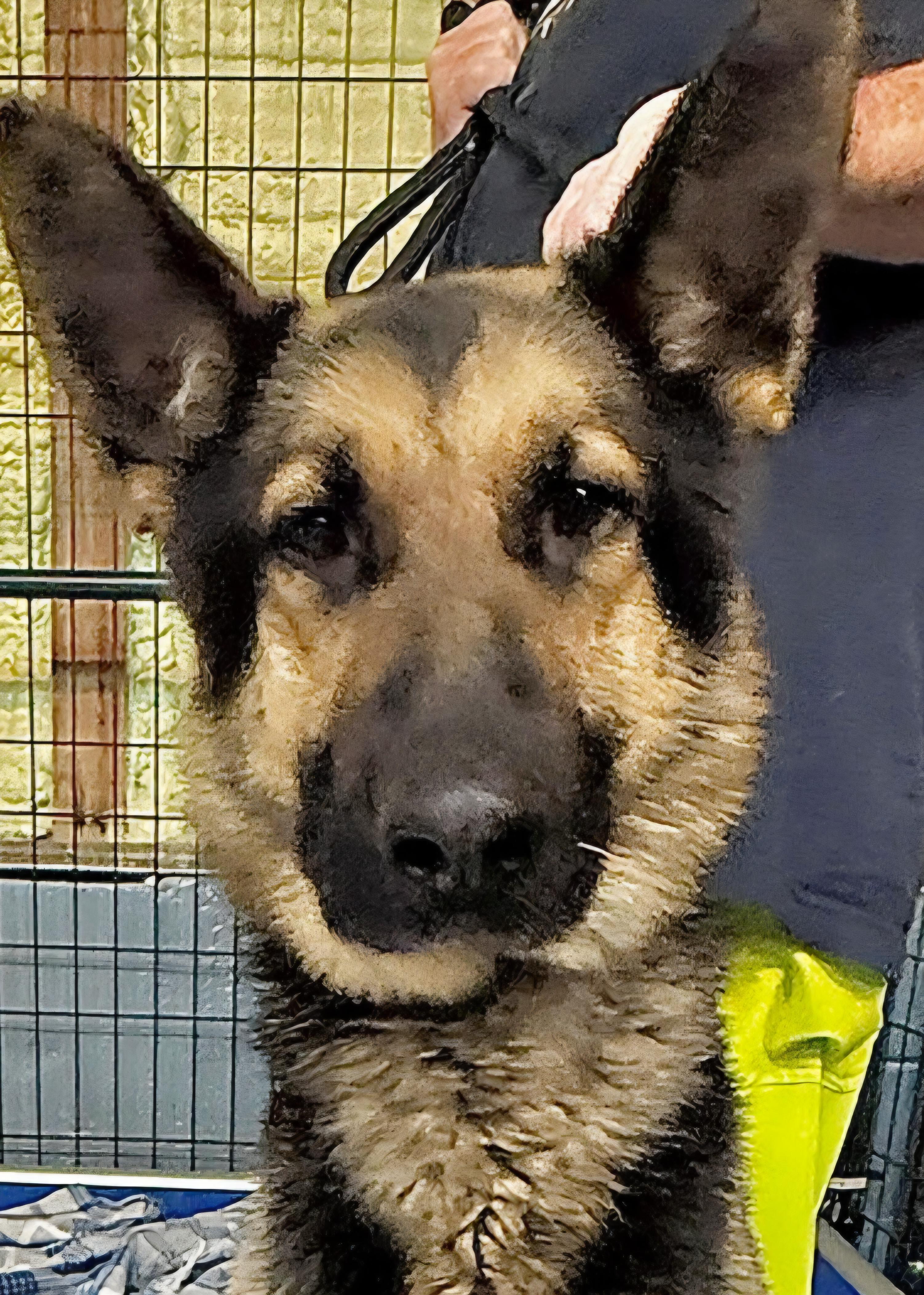 Enlarge Hank, a Adoptable German Shepherd Dog in Knoxville, TN image 1/1