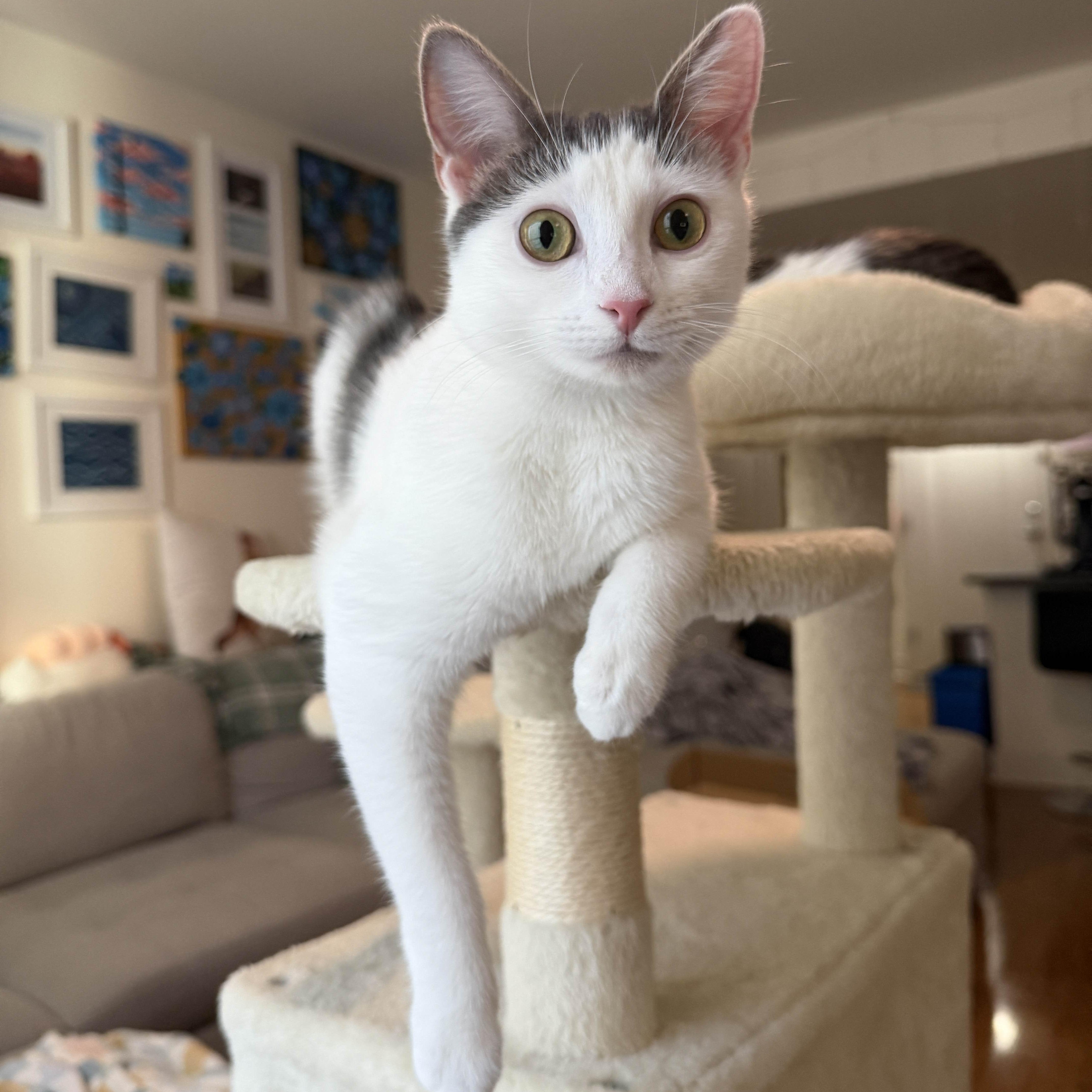 Nora, Adoptable, Kitten Female Domestic Short Hair.