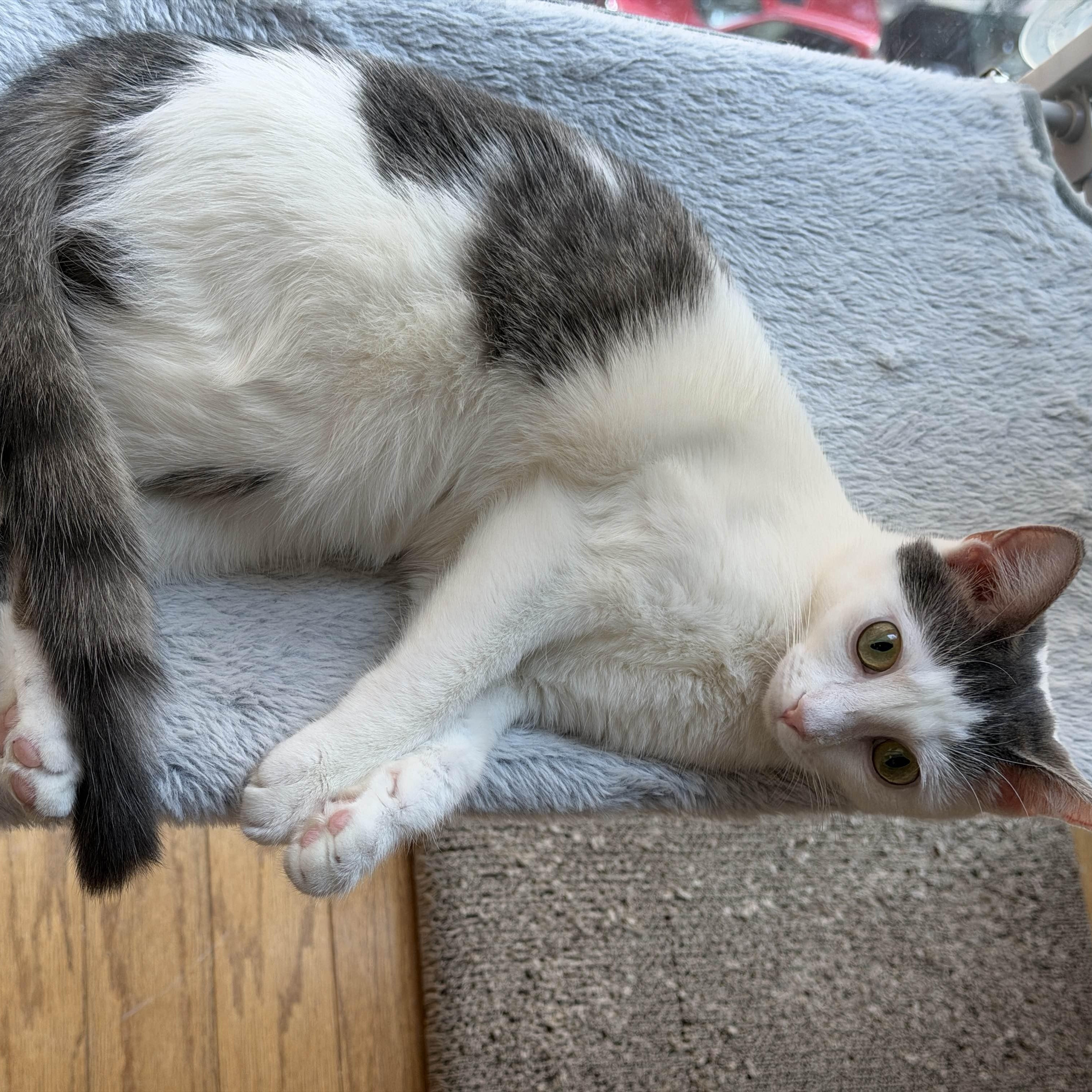 Enlarge Nora, a Adoptable Domestic Short Hair in Weehawken, NJ image 2/6