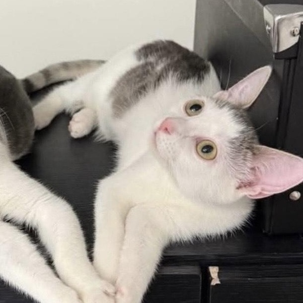 Enlarge Nora, a Adoptable Domestic Short Hair in Weehawken, NJ image 1/6