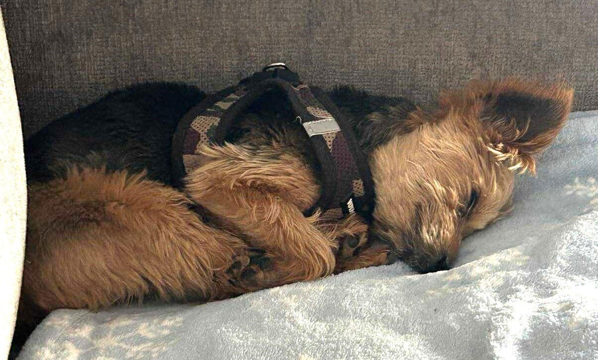 Enlarge Moose NJ, a Adopted Yorkshire Terrier in Boonton, NJ image 1/3