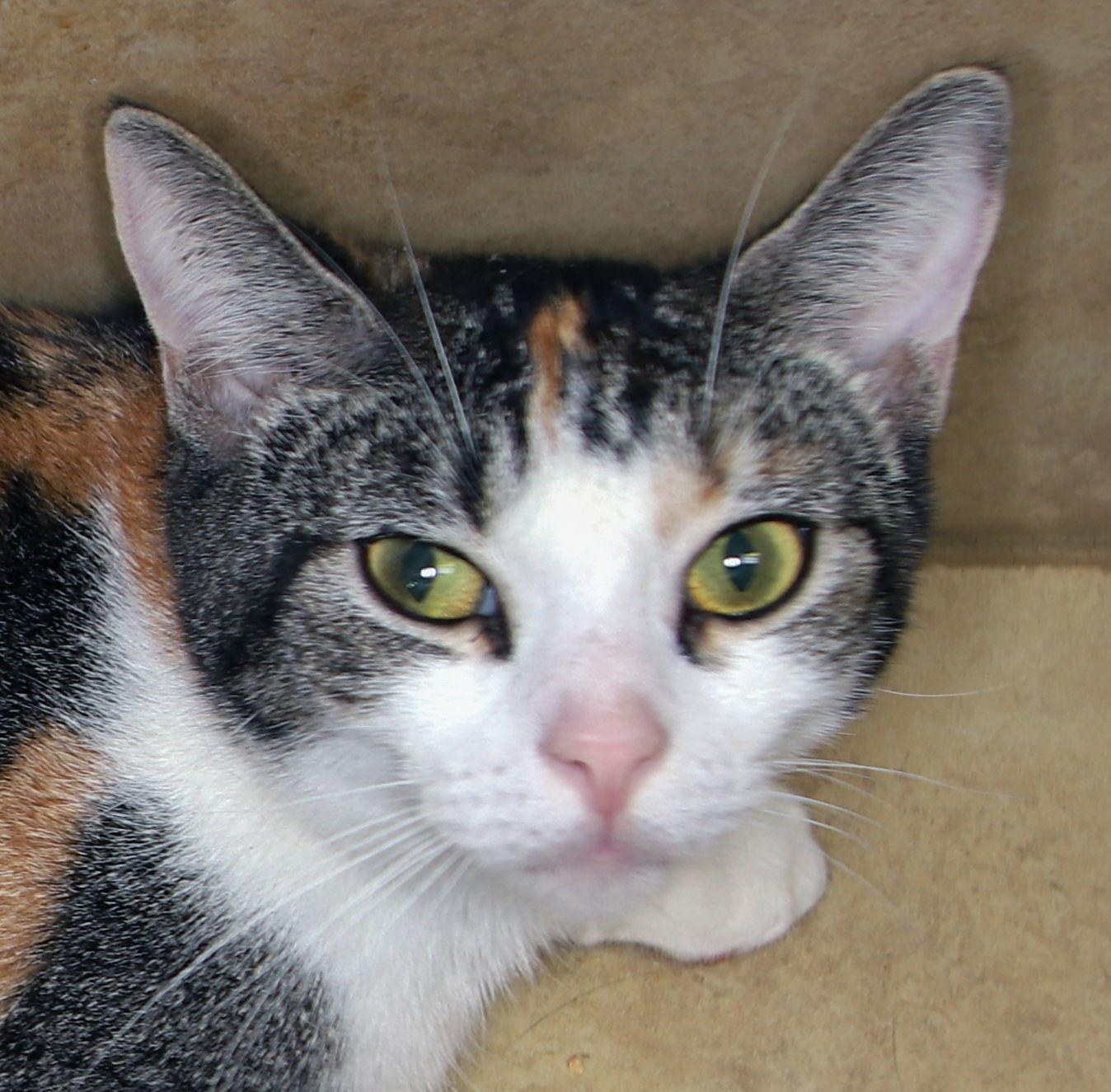 Cali - Center, Adoptable, Adult Female Calico.