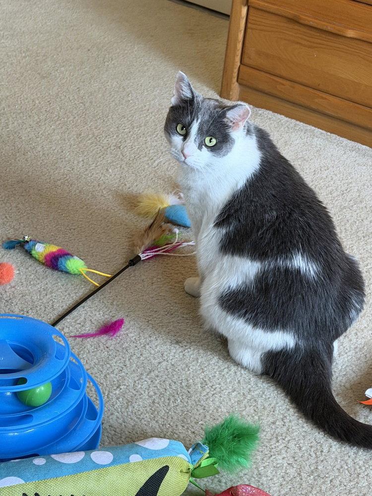 Domino, Adoptable, Adult Female Domestic Short Hair.