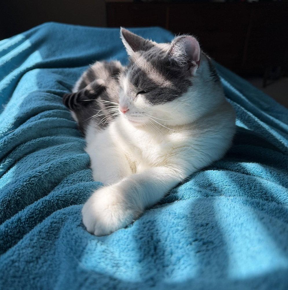 Domino, Adoptable, Adult Female Domestic Short Hair.