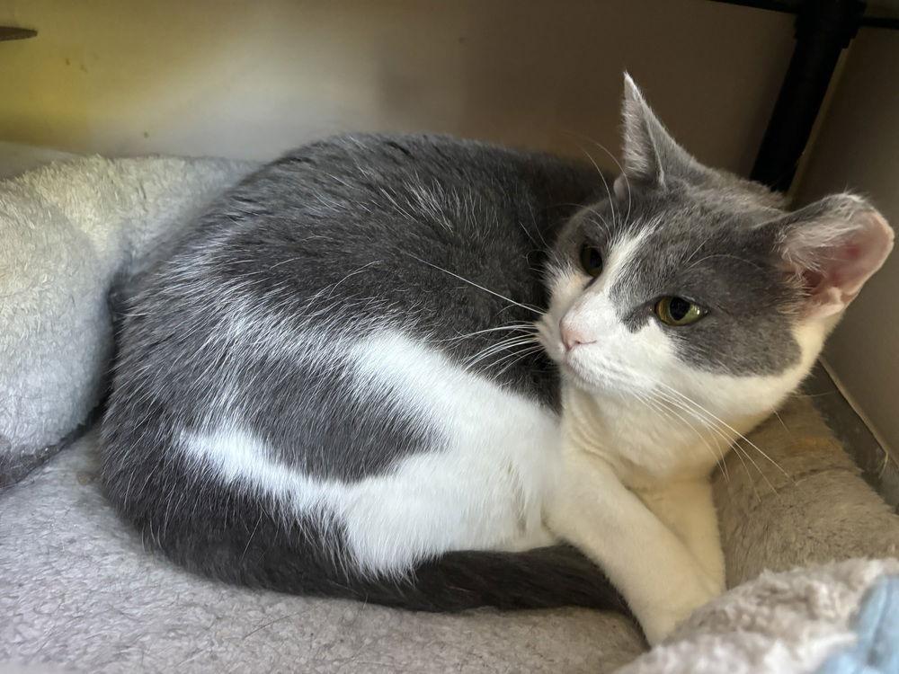 Enlarge Domino, a Adoptable Domestic Short Hair in O'Fallon, MO image 1/3