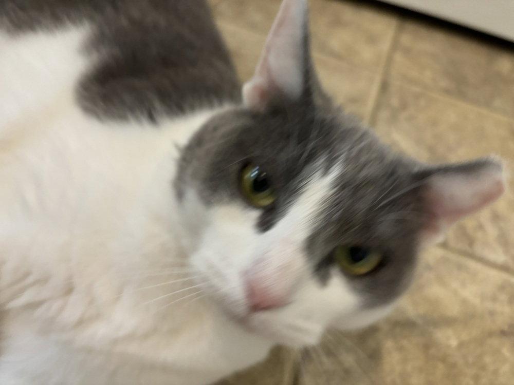 Enlarge Domino, a Adoptable Domestic Short Hair in O'Fallon, MO image 2/3