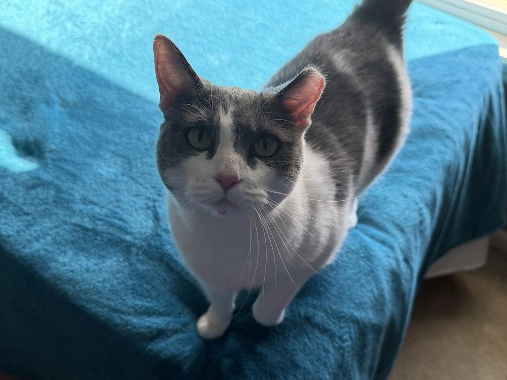 Domino, a Adoptable Domestic Short Hair in O'Fallon, MO image 2/3