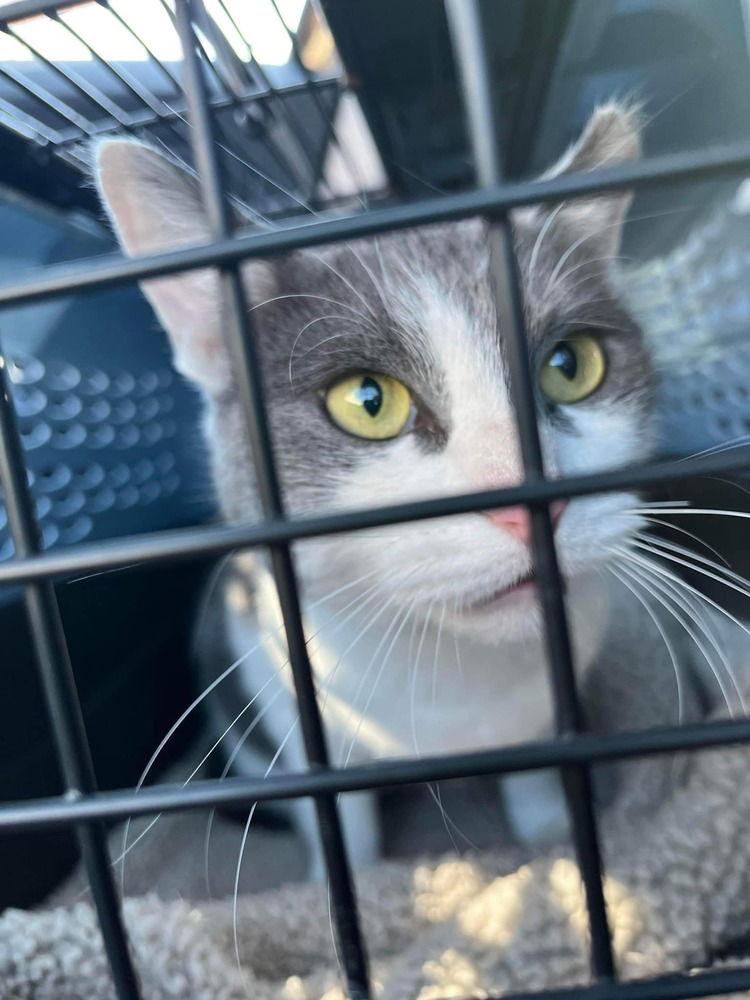 Enlarge Domino, a Adoptable Domestic Short Hair in O'Fallon, MO image 2/3