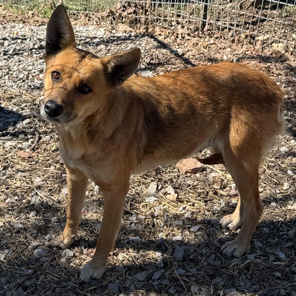 Enlarge Skye, a Adoptable mixed breed in Pineville, MO image 1/2