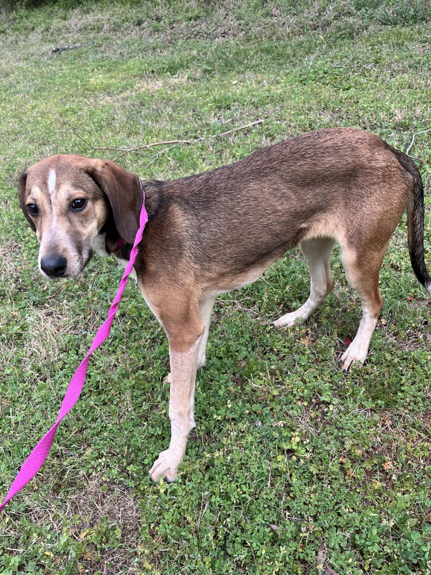 Peach Puff , ADOPTABLE, Young Female Great Dane & Bluetick Coonhound.