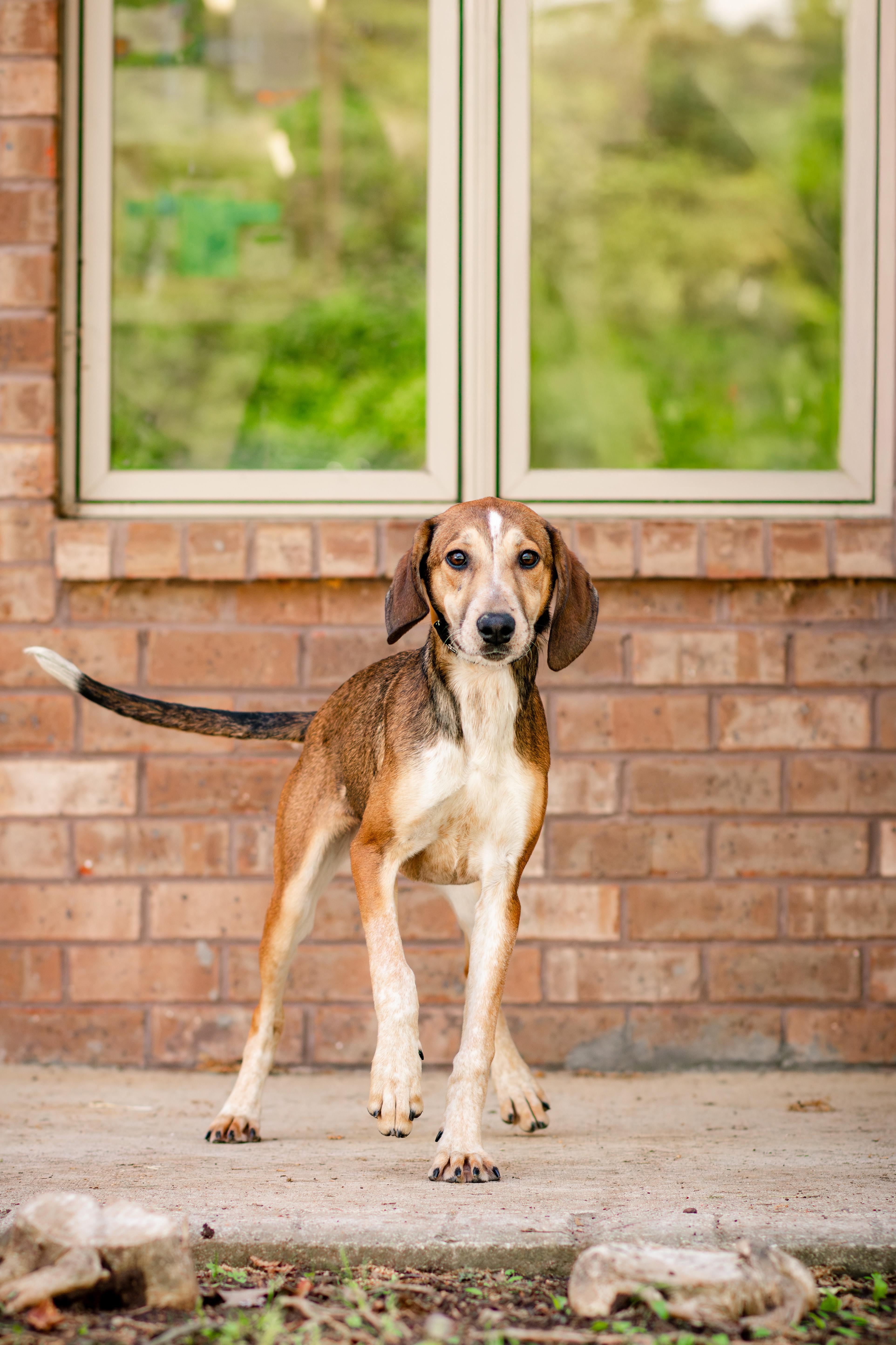 Enlarge Peach Puff , a ADOPTABLE mixed breed in Loudon, TN image 5/5